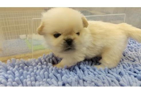 成約済の愛知県のペキニーズ-125959の5枚目