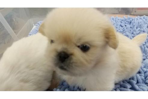 成約済の愛知県のペキニーズ-125959の4枚目