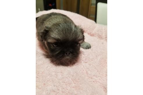 成約済の愛知県のペキニーズ-128208の4枚目