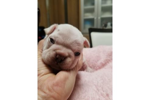 成約済の愛知県のフレンチブルドッグ-128890の4枚目