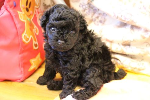 成約済の愛知県のトイプードル-126393の16枚目