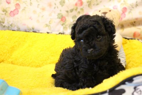 成約済の愛知県のトイプードル-126393の15枚目