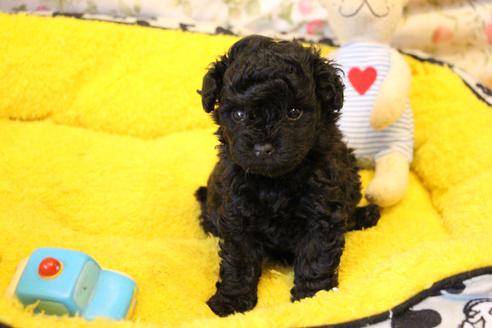 成約済の愛知県のトイプードル-126393の14枚目