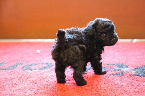 成約済の愛知県のトイプードル-126393の13枚目