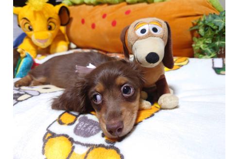 成約済の福岡県のカニンヘンダックスフンド(ロングヘアード)-128914の5枚目