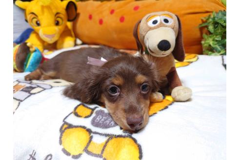 成約済の福岡県のカニンヘンダックスフンド(ロングヘアード)-128914の6枚目