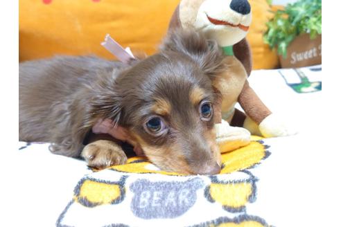 成約済の福岡県のカニンヘンダックスフンド(ロングヘアード)-128914の7枚目