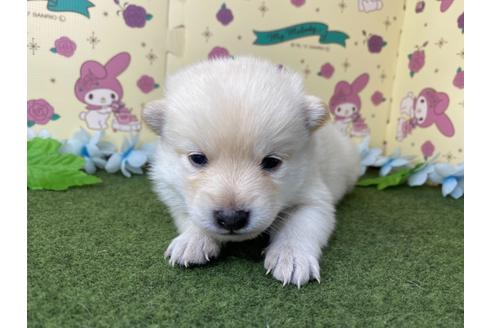 成約済の栃木県のミックス犬-128918の10枚目