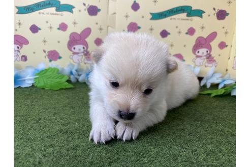 成約済の栃木県のミックス犬-128918の16枚目
