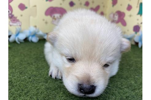 成約済の栃木県のミックス犬-128918の13枚目
