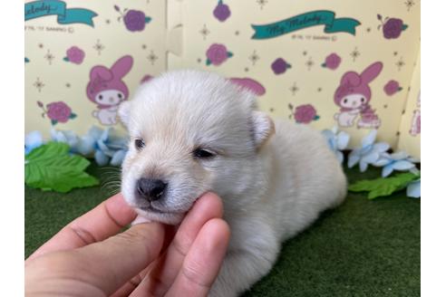 成約済の栃木県のミックス犬-128918の12枚目