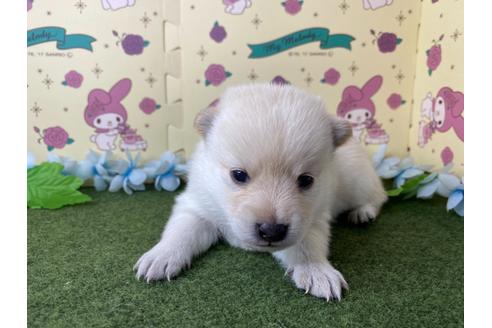 成約済の栃木県のミックス犬-128918の11枚目