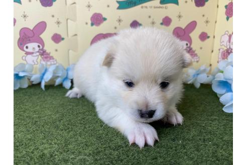 成約済の栃木県のミックス犬-128919の15枚目