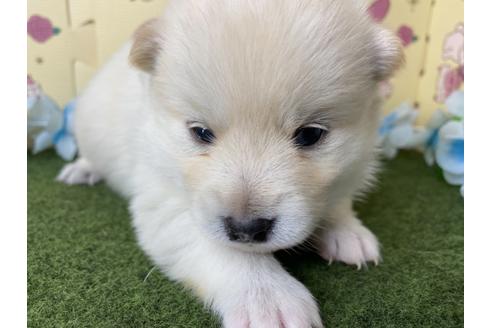 成約済の栃木県のミックス犬-128919の9枚目