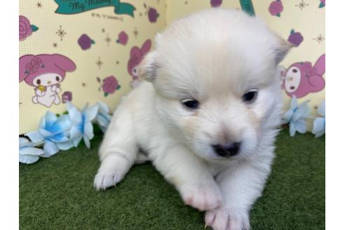 成約済の栃木県のミックス犬-128919の10枚目