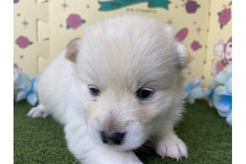 成約済の栃木県のミックス犬-128919の11枚目