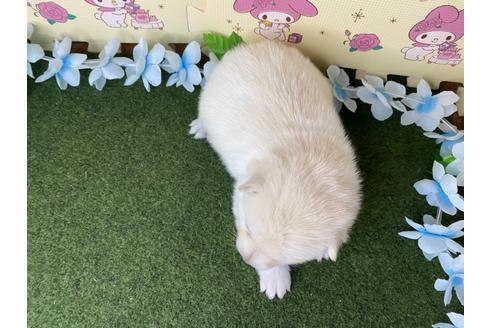 成約済の栃木県のミックス犬-128919の12枚目
