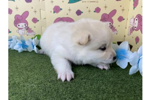 成約済の栃木県のミックス犬-128919の13枚目