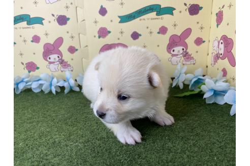 成約済の栃木県のミックス犬-128919の14枚目