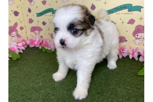 成約済の栃木県のミックス犬-128417の2枚目