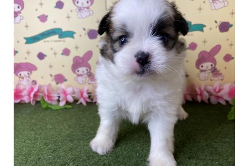 成約済の栃木県のミックス犬-128417の3枚目