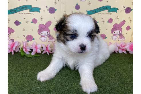 成約済の栃木県のミックス犬-128417の4枚目