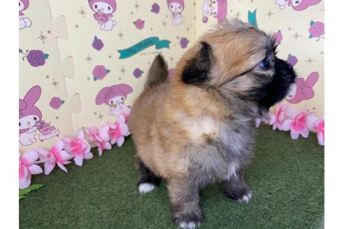 成約済の栃木県のミックス犬-128416の4枚目