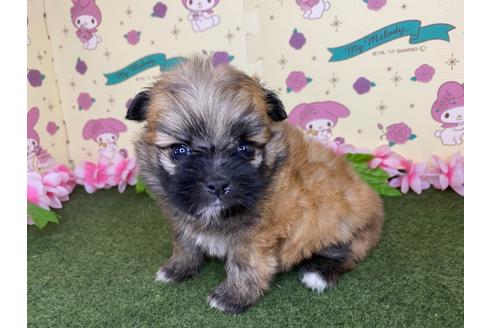 成約済の栃木県のミックス犬-128416の2枚目