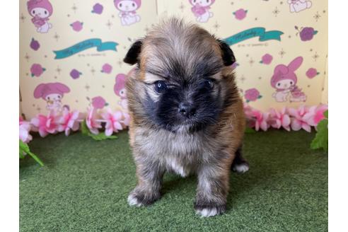 成約済の栃木県のミックス犬-128416の7枚目