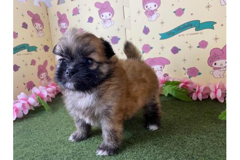 成約済の栃木県のミックス犬-128416の6枚目