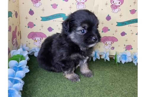 成約済の栃木県のミックス犬-128418の2枚目