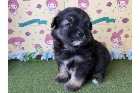 成約済の栃木県のミックス犬-128418の3枚目