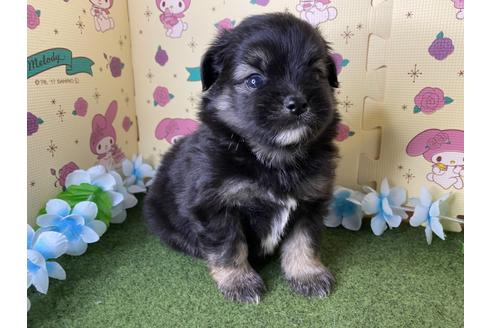 成約済の栃木県のミックス犬-128418の1枚目