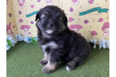 成約済の栃木県のミックス犬-128418の5枚目