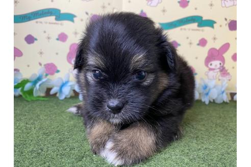 成約済の栃木県のミックス犬-128419の2枚目
