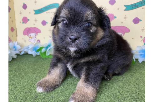 成約済の栃木県のミックス犬-128419の5枚目