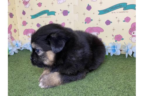 成約済の栃木県のミックス犬-128419の6枚目
