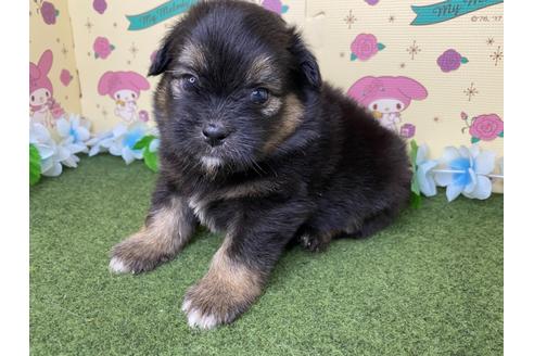 成約済の栃木県のミックス犬-128419の3枚目