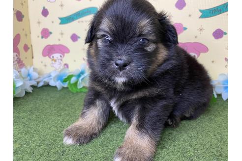 成約済の栃木県のミックス犬-128419の1枚目