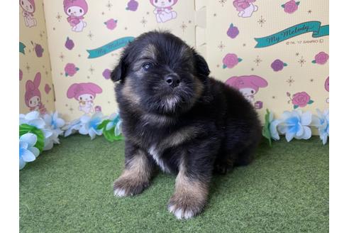 成約済の栃木県のミックス犬-128419の7枚目