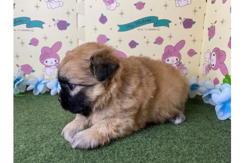成約済の栃木県のミックス犬-128413の3枚目