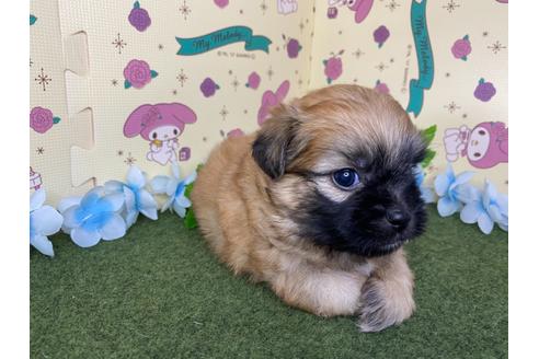 成約済の栃木県のミックス犬-128413の2枚目