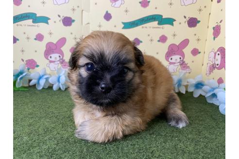 成約済の栃木県のミックス犬-128413の6枚目