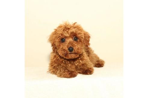 熊本県でトイプードルの子犬を探す ブリーダーナビ