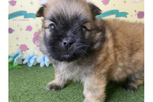 成約済の栃木県のミックス犬-128414の2枚目