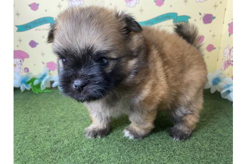 成約済の栃木県のミックス犬-128414の3枚目