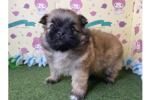 成約済の栃木県のミックス犬-128414の4枚目