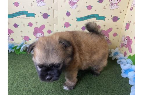 成約済の栃木県のミックス犬-128414の5枚目