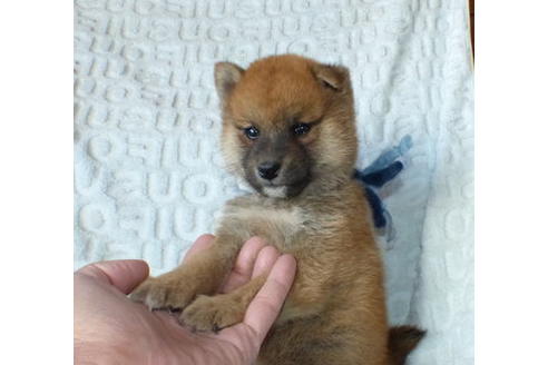 静岡県で柴犬の子犬を探す ブリーダーナビ