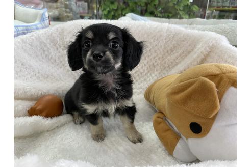 成約済の京都府のチワックス:チワワ×ミニチュアダックスフンド-126447の1枚目